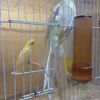 عروس هلندی مولد لوتینو و البینو روی تخم و جوجه|پرنده|زابل, |دیوار