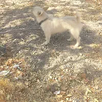 پاپی نگهبان اصیل|سگ|رباطکریم, رباطکریم|دیوار