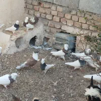 فروش یکجا کفتر و مرغ محلی|پرنده|بیرجند, |دیوار