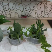 تعدادی گل و وسایل نو معاوضه با هر چی یا عروس هلندی