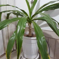 گل موزی بزرگ