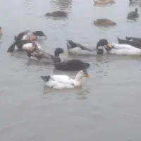 اردک پکنی ومحلی