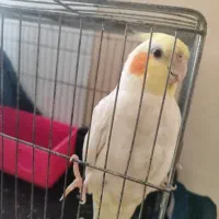 عروس هلندی