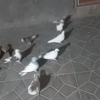 کبوتر