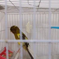 قناری ماده سوپر آماده