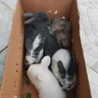 خرگوش لپ|موش و خرگوش|جم, |دیوار