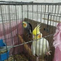 عروس پاریس یا هلندی