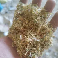 کاه‌عدس‌ سبز