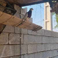 ۲۰ تا کبوتر ۲ملیون|پرنده|دوگنبدان, |دیوار