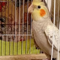 عروس هلندی|پرنده|فردیس, فرامرزیه|دیوار