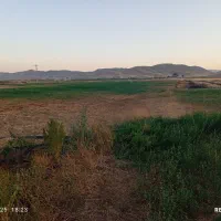 مقداری جو دیم