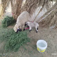 میش وبره