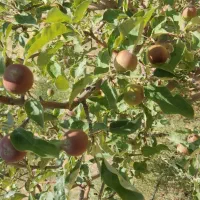 خریدار نقدی سیب