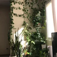 تعداد ۲۰ عدد گلدان و درختچه طبیعی