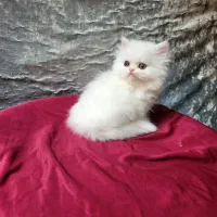 توله پرشین عروسک زنده