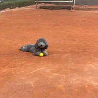 توله پودل استاندارد با رنگ کمیاب نقره ای-بلو|سگ|شیراز, پارک آزادی|دیوار