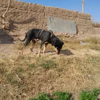 توله دوبرمن|سگ|یزد, |دیوار