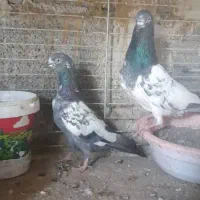 کفتر پاکستانی