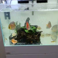 اکواریوم ریملس با پایه و دیسکس