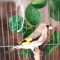 قناری سهره|پرنده|بوشهر, |دیوار