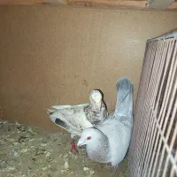 کفتر|پرنده|تربتحیدریه, مسجد جامع|دیوار