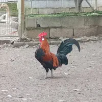 مرغ و خروس مینیاتوری