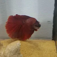 فایتر|ماهی|اصفهان, جلفا|دیوار