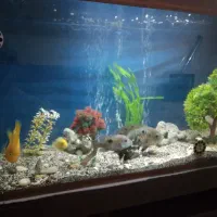 آکواریوم|ماهی|خرمدره, |دیوار