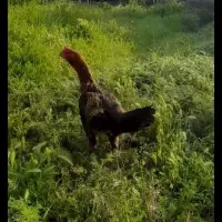 لاری لاری لاری   دمتخم تا زیر سال ماه قیمت مناسب