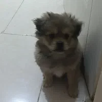 سگ پامر خرسی 2 ماهه