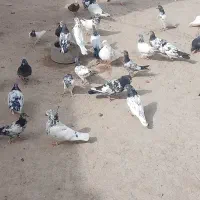 فروشی