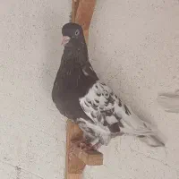 کبوتر کله تنها|پرنده|اهرم, |دیوار