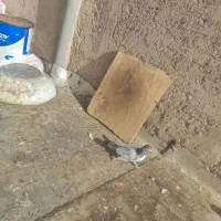 کبوتر|پرنده|شاهرود, |دیوار