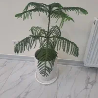 کاج مطبخ|گل و گیاه طبیعی|محمدشهر, محمدشهر|دیوار