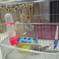 سه  عدد  عروس هلندی