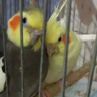 عروس هلندی جفت نر و ماده