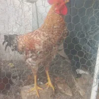 خروس جوان وسرحال