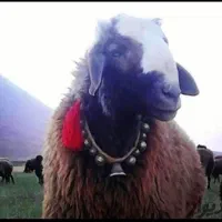 بزرگترین مرکز دام زنده گوسفند زنده شرق (حاج پرویز)