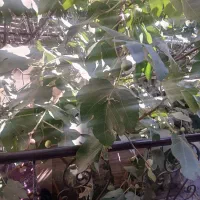 درخت انجیر|گل و گیاه طبیعی|مشهد, گاز|دیوار