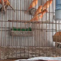 جوجه قناری