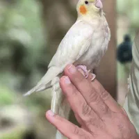عروس هلندی