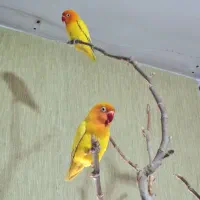 طوطی برزیلی نژاد فیشر طلایی