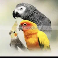 عروس هلندی|پرنده|حمیدیا, |دیوار