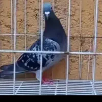 گم شده  به یابنده این کبوتر ۳ ملیون تومن داده میشه