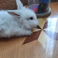 خرگوش|موش و خرگوش|کرمان, |دیوار