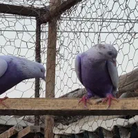 کبوتر پتی وآله وارداتی|پرنده|بندرعباس, |دیوار