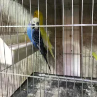 مرغ عشق انگلیسی