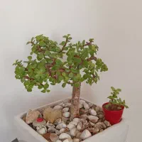 بن سای(درختچه)جید یا همون کراسولای خرفه ای