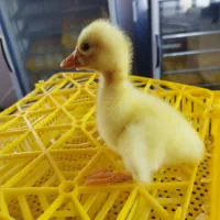 جوجه قوغاز و غاز داخل هچر هستند