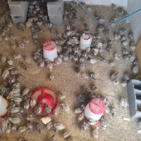 بلدرچین ۲۵ روزه پاکدشت